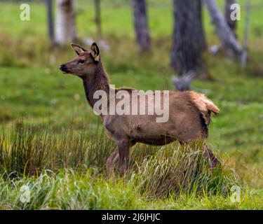 Elche weibliche Kuh Nahaufnahme Seitenprofil Blick auf das Feld mit einem verschwommenen Waldhintergrund in seiner Umgebung und Lebensraum Umgebung. Stockfoto