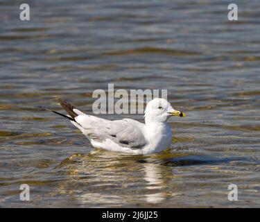 Möwen Nahaufnahme Profil Blick Schwimmen im Wasser mit Wellenwasser und Hintergrund in seiner Umgebung und Lebensraum Umgebung. Stockfoto