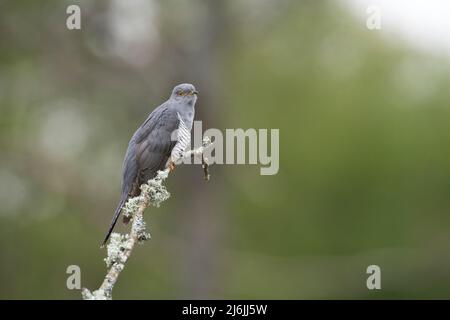 Gewöhnlicher Kuckuck (Cuculus canorus), der auf einem toten Ast thront Stockfoto