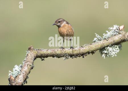 Weiblicher Steinechat (Saxicola rubicola), fotografiert im Frühjahr Stockfoto