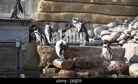 Pinguin schwimmt im Teich. Viele Pinguine tummeln sich im See Stockfoto