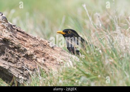 Männliche Amsel (Turdus Merula) Stockfoto