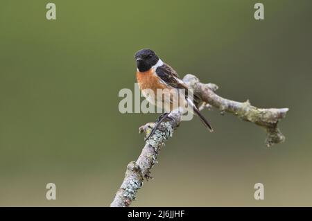 Männlicher Steinechat (Saxicola rubicola), fotografiert im Frühjahr Stockfoto