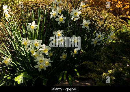 Narzissen verschiedener Arten blühen im Frühling im Garten. Blühende Narzissen im Frühling. Frühlingsblumen. Stockfoto