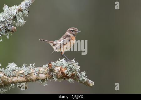 Weiblicher Steinechat (Saxicola rubicola), fotografiert im Frühjahr Stockfoto