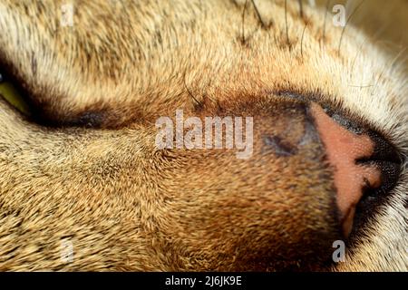 Nahaufnahme der Katzennase Stockfoto