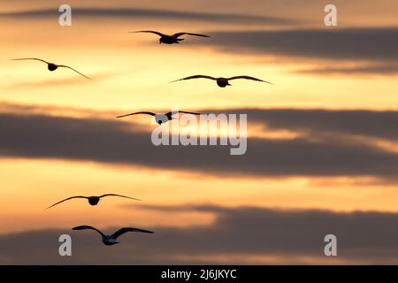 Eine Schar von Möwen in Silhouette schwebt bei starkem Küstenwind über dem frühen Abendhimmel von East Mersea, Mersea Island, Essex, Großbritannien Stockfoto