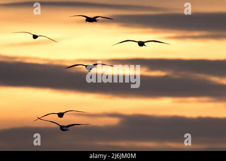 Eine Schar von Möwen in Silhouette schwebt bei starkem Küstenwind über dem frühen Abendhimmel von East Mersea, Mersea Island, Essex, Großbritannien Stockfoto