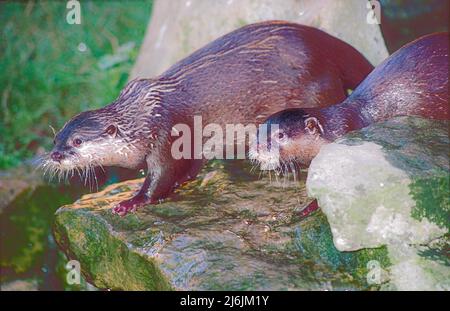 Asiatische Kleinklatschotter (Aonyx cinereus) aus Süd- und Südostasien. Stockfoto