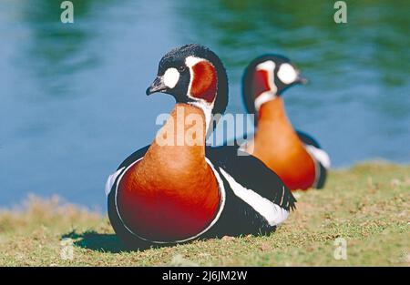 Rotbrustgänse, (Branta ruficollis.) Eurasisch. Als gefährdet aufgeführt. Stockfoto