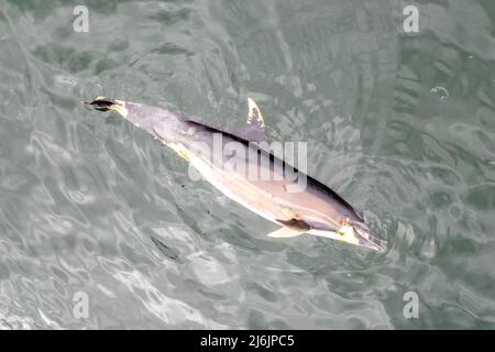 Glengarriff, West Cork, Irland. 2.. Mai 2022. In Glengarriff wurde ein toter gewöhnlicher Delphin gesehen, der um den Hafen schwebt. Die Einheimischen sagen, dass der Delphin seit über einer Woche im Hafen tot ist. Quelle: AG News/Alamy Live News. Stockfoto