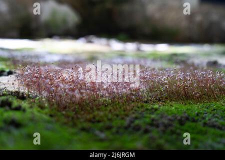 Gewöhnliches Haarkappenmoos - polytrichum commune - großes goldenes Haarhaar oder große Goldlöckchen auf dem Boden in einem abgebrochenen und verfallenen Raum Stockfoto