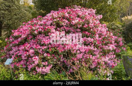 Rhododendron-Bogenglocken, ein Zwergstrauch, der eine Masse rosa weißer Blüten hervorbringt Stockfoto
