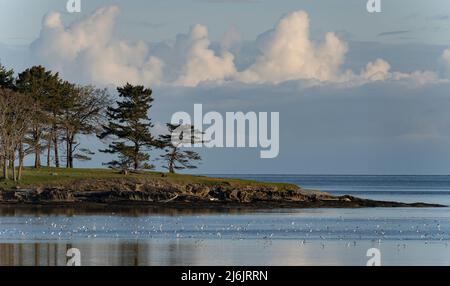 Eine Herde von Bonaparte-Möwen (Chroicocephalus philadelphia) auf dem Wasser in der Nähe von Tumbo Island, British Columbia, Kanada. Stockfoto