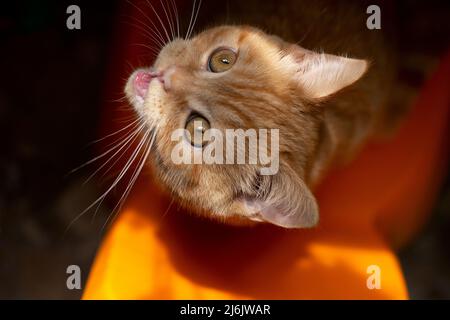 Draufsicht auf mähen Ingwer Kätzchen, sitzt auf orangenen Stuhl. Stockfoto