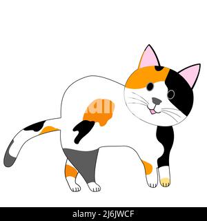 calico Katze mit weißem Hintergrund Stockfoto