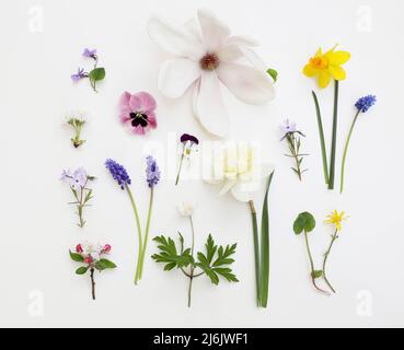 Botanisches Muster im Frühling. Florale Komposition. Magnolien, Kirschen- und Apfelbaumblüten. Muscari, Narzissen, Anemone und Stiefmütterchen. Viola, orsay Stockfoto