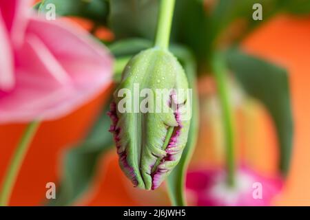 Nahaufnahme der Pfingstrose Tulpe mit Wasser dpors.Orange Hintergrund mit Kopierraum.Selektiver Fokus. Stockfoto