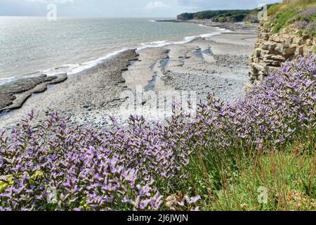 Tall Sea Lavendel / Rock Sea Lavendel (Limonium procerum procerum / Limonium binervosum agg.) blüht auf Kalksteinfelsen über einer wellenförmigen Platte Stockfoto