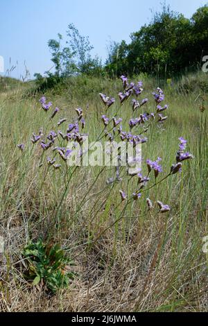 Tall Sea Lavendel / Rock Sea Lavendel (Limonium procerum procerum / Limonium binervosum agg.) blüht durch eine sumpfige Mulde in Küstensanddünen, Oxwi Stockfoto