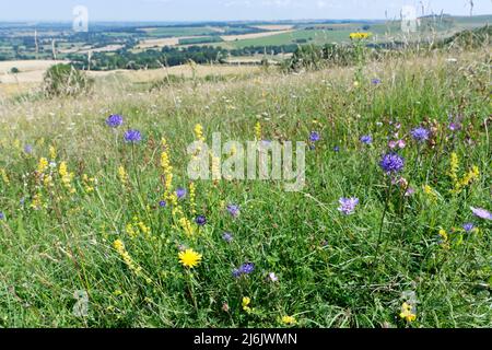 Eine Mischung aus wilden Blumen, die auf einem Hügel mit Kreidegrasen, Morgan's Hill Reserve, Marlborough Downs, in der Nähe von Calne, Wiltshire, blühen. Großbritannien, Juli. Stockfoto