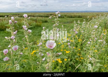 Sumpfmalche (Althaea officinalis) blüht am Rand eines Salzsumpfes mit im Hintergrund grasenden Schafen, Llanrhidian, The Gower, Wales. Stockfoto