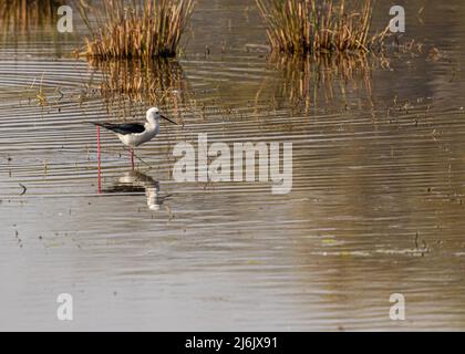 Ein Black Wing Slit, der in nassem Land herumstreift Stockfoto