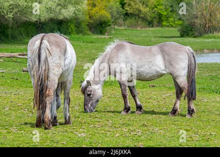 Heck Pferde (Equus caballus gmelini) grasen auf der Wiese, Pferderasse, die angeblich dem Tarpan ähneln, ein ausgestorbenes Pferd Stockfoto