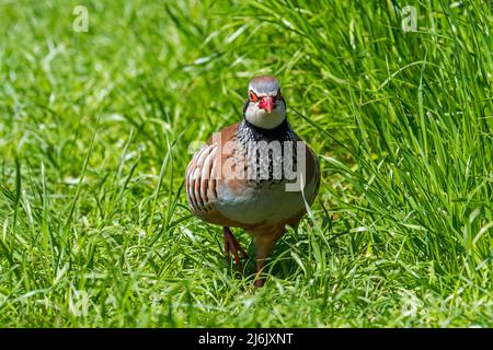 Rotbeinige Rebhuhn / Französischer Rebhuhn (Alectoris rufa), der in hohem Gras auf Wiese/Grasland Nahrungssuche macht Stockfoto