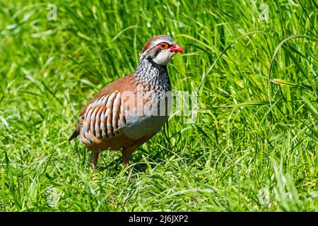 Rotbeinige Rebhuhn / Französischer Rebhuhn (Alectoris rufa), der auf Wiese/Grasland auf Nahrungssuche geht Stockfoto