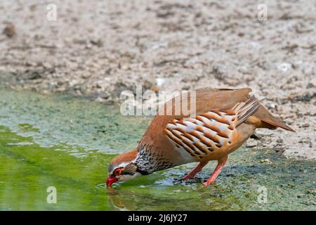 Rotbeinige Rebhuhn / Französisches Rebhuhn (Alectoris rufa) Trinkwasser aus dem Teich Stockfoto