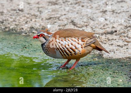 Rotbeinige Rebhuhn / Französisches Rebhuhn (Alectoris rufa) Trinkwasser aus dem Teich Stockfoto