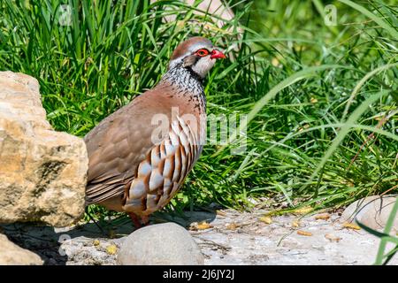 Rotbeinige Rebhuhn / Französischer Rebhuhn (Alectoris rufa), der auf Wiese/Grasland auf Nahrungssuche geht Stockfoto