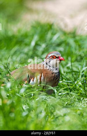 Rotbeinige Rebhuhn / Französischer Rebhuhn (Alectoris rufa), der auf Wiese/Grasland auf Nahrungssuche geht Stockfoto