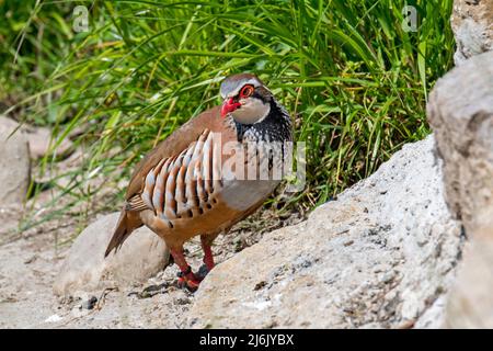 Rotbeinige Rebhuhn / Französischer Rebhuhn (Alectoris rufa), der auf Wiese/Grasland auf Nahrungssuche geht Stockfoto