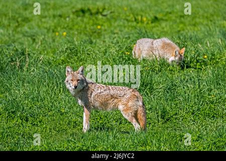 Zwei Kojoten (Canis latrans) jagen im Grasland, Hunde aus Nordamerika Stockfoto