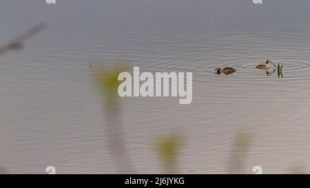 Ein paar Vogelvögel schwimmen in einem klaren See Stockfoto