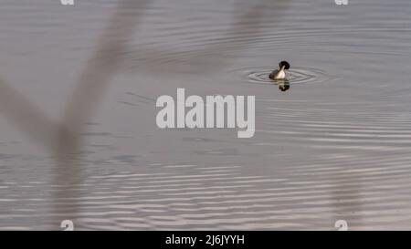 Ein paar Vogelvögel schwimmen in einem klaren See Stockfoto