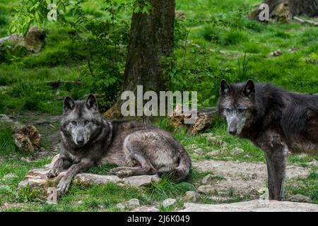 Zwei schwarze Nordwestwölfe / Mackenzie Valley Wolf / Alaskan Holzwolf / Kanadischer Holzwolf (Canis lupus occidentalis), der im Wald ruht Stockfoto