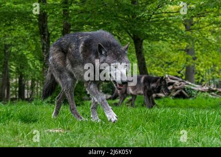 Zwei schwarze Nordwestwölfe / Mackenzie Valley Wolf / Alaskan Holzwolf / Kanadischer Holzwolf (Canis lupus occidentalis), der im Wald jagt Stockfoto