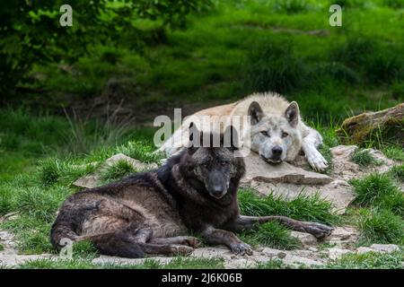 Schwarz-weiße Nordwestwölfe / Mackenzie Valley Wolf / Alaskan Holzwolf / Kanadischer Holzwolf (Canis lupus occidentalis), der im Wald ruht Stockfoto