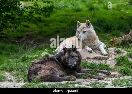 Schwarz-weiße Nordwestwölfe / Mackenzie Valley Wolf / Alaskan Holzwolf / Kanadischer Holzwolf (Canis lupus occidentalis), der im Wald ruht Stockfoto