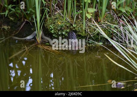 Grasnatter schwimmt am Rande eines Teiches Stockfoto