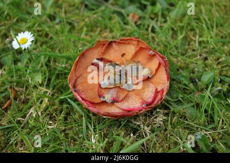 Blumen sterben auf dem Gras Stockfoto