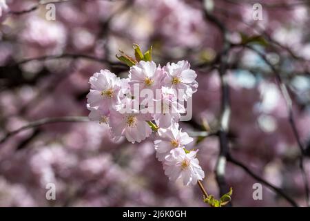Nahaufnahme der Kirschblüte im Frühling in Norrkoping Schweden Stockfoto