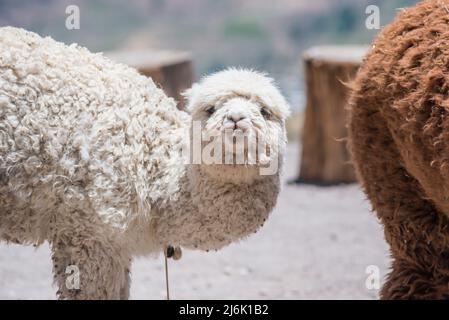 Weiße Alpaka beobachten neugierig in Peru Stockfoto