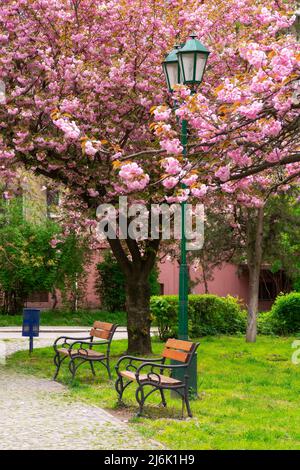 park in Sakura Blüte. Wunderbare Landschaft im Frühling. hanami Saison in der ukraine Stockfoto