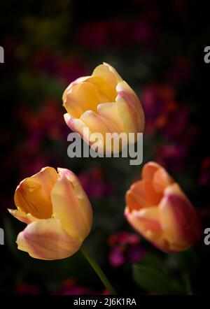 Orange Tulpen Stockfoto