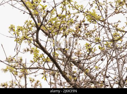 Der Waldsänger des Balkans (Calidris ruficollis) in einem Baum Stockfoto