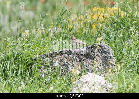 Crest Lark (Gallerida cristata) auf einem Felsen